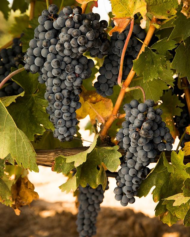 Abadía Retuerta LeDomaine