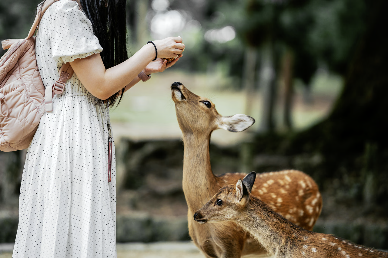 Day trip: Nara - Image 1