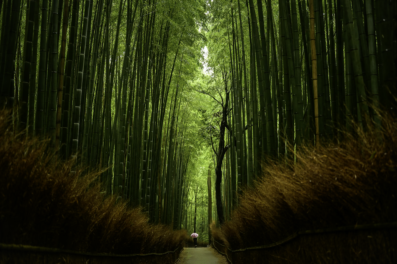 To discover: Arashiyama Bamboo Forest - Image 1